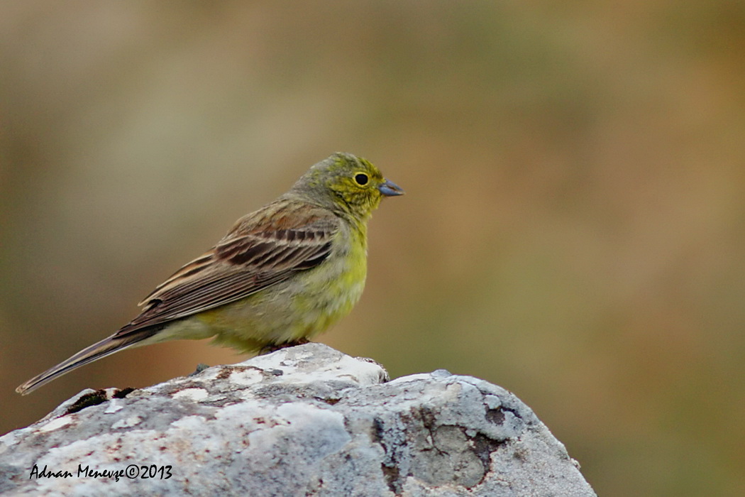 Cinereous Bunting
